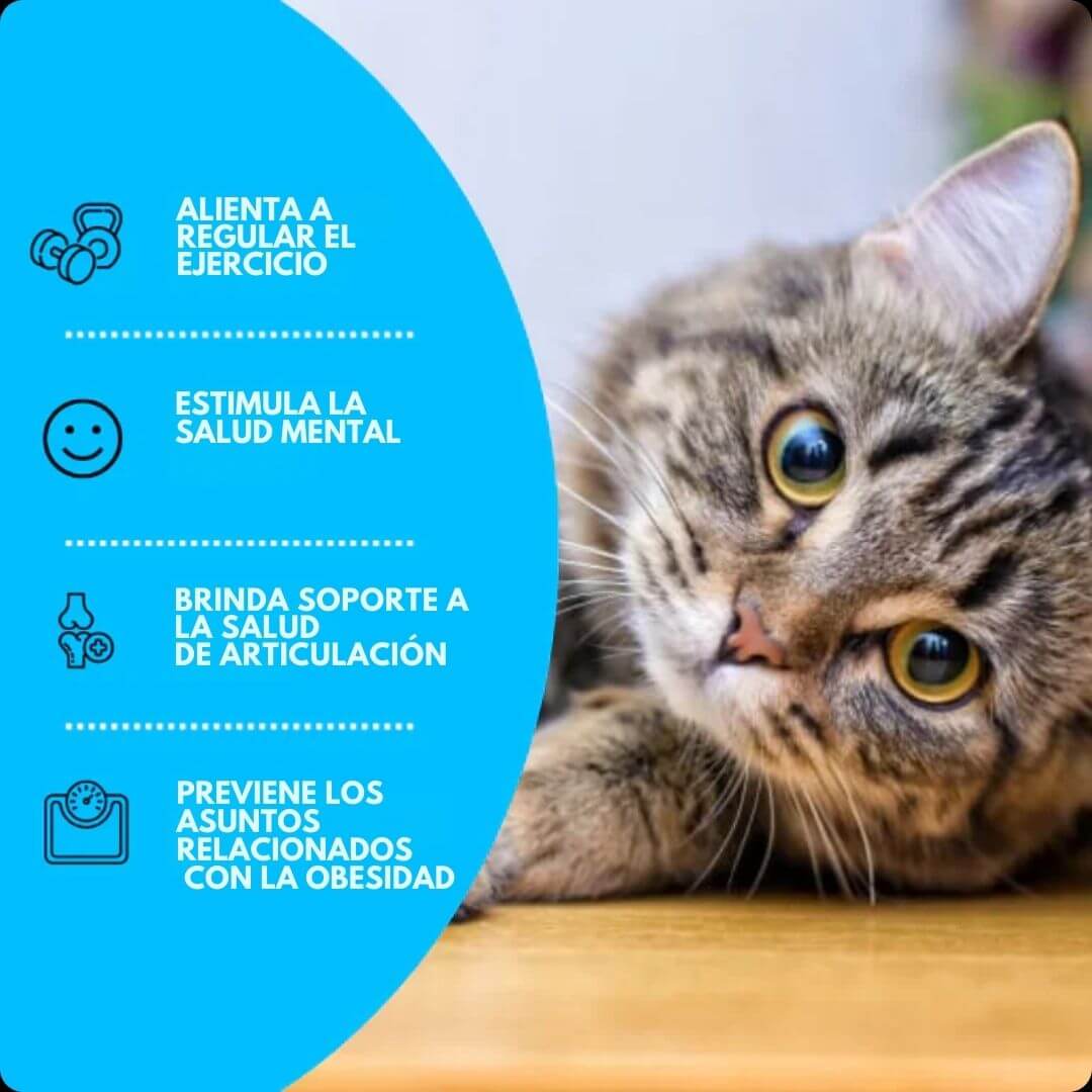 CatSplash Play Mat™ - Tapete 2 en 1: Diversión y descanso en uno 🎁