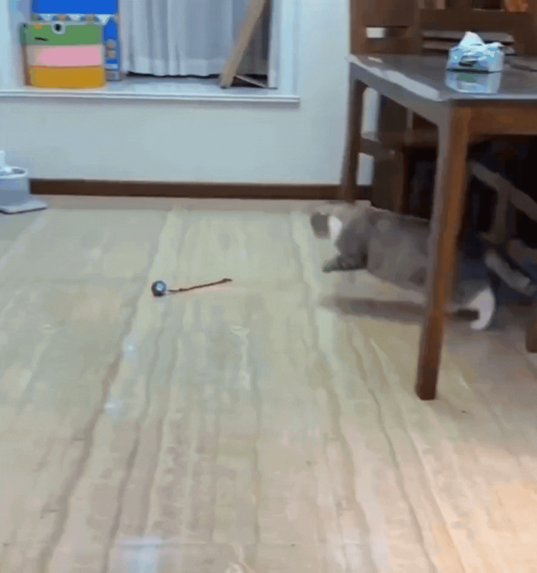 Juguete autopropulsado para gatos PurrChase™